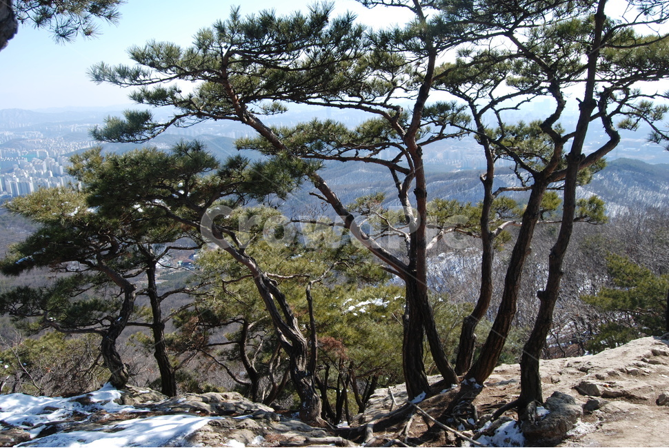 광교산,수원,등산로,겨울,자연,겨울,계절,winter,season,자연,풍경,nature,landscape,한국자연풍경,한국자연경관,korea nature landscape,식물,plants,나무,trees,wood,tree,plant,tree trunk,나무 줄기