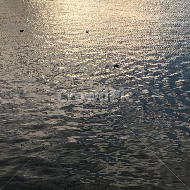 강,물결,물,강에비친노을,여유로움,한가로움,잔잔함,자연,풍경,nature,landscape,outdoors,옥외,water