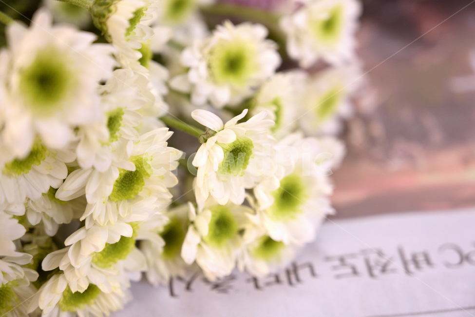꽃,감성,플라워,flower,식물,blossom,화이트