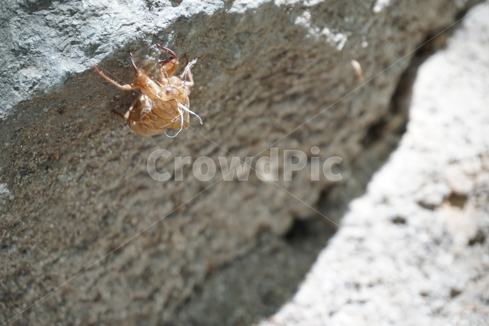 허물,곤충,매미허물,탈피,돌,흔적,곤충,벌레,insect,bug