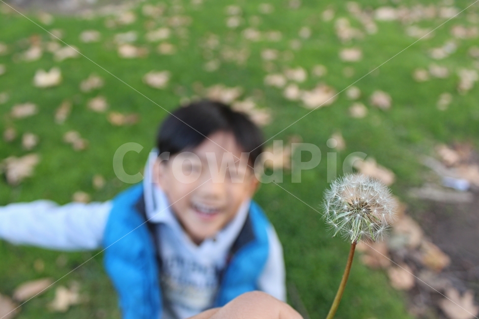 민들레,아이,웃음,연출,기쁨,가을,낙엽,응시,공원,Smile,Happy,Park,Autumn,Dandelion,Boy,식물,자연,plants,nature,사람,인물,인간,human,person,어린이,어린아이,child,children,kid,감정표현,기분,feeling,emotion,연출,컨셉,콘셉,direction,concept