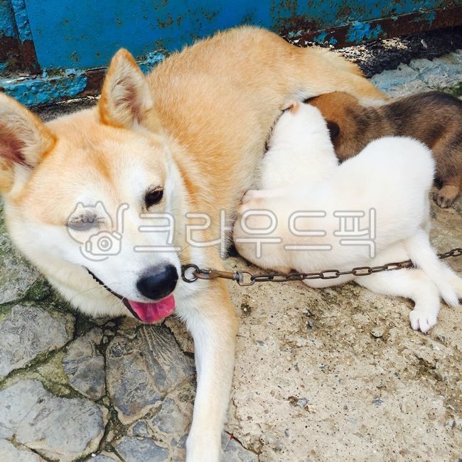 반려견,반려동물,진돗개,풍산개,시골,시골개,새끼,자연,dog,개,mammal,포유류,animal,동물,pet,애완동물