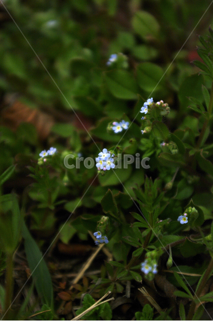 봄,spring,계절,꽃,flower,식물,plant,자연,nature,식물,자연,plants,nature,꽃,flower