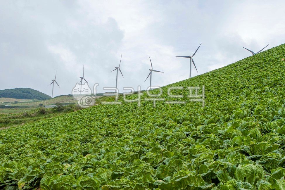 배추밭,고냉지배추,바람의언덕,풍력발전,태백,배추,가을