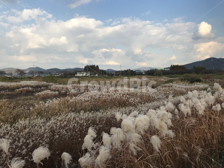 갈대,억새,가을,억새풀,갈대밭,fall,autumn,억새밭,순천,순천만,순천만정원,순천만국가정원,정원,국가정원,하늘,구름,풍경,자연,nature,가을,계절,fall,autumn,season,plant,식물,grass,잔디,lawn