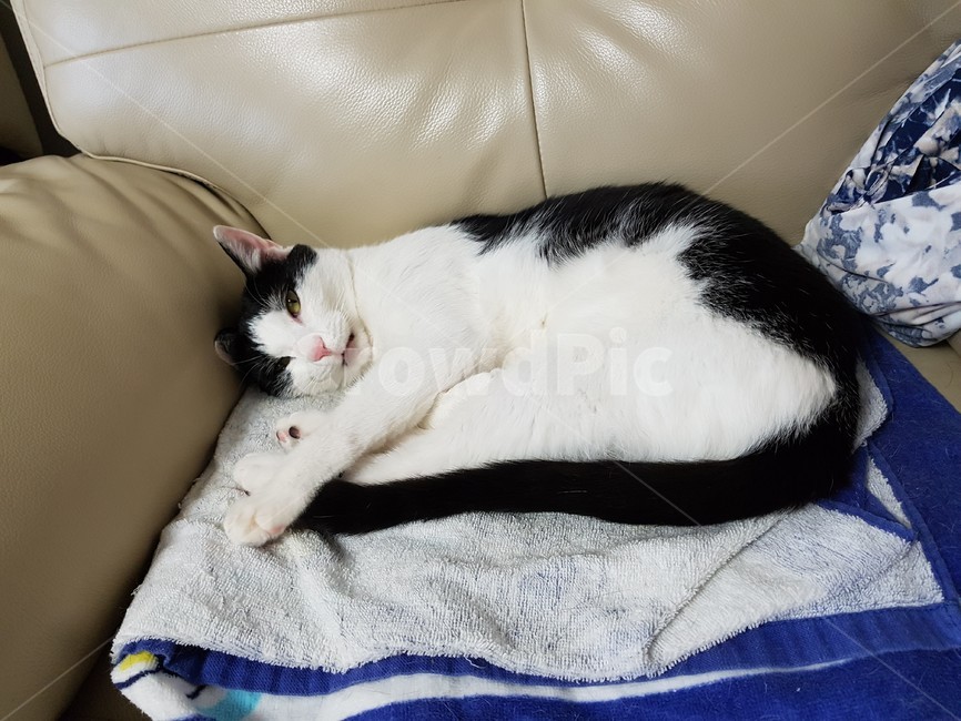 고양이,검정,흰색,검은색꼬리,핑크색코,발톱,동물,animal,포유류,mammal,고양이,cat,kitten,kitty