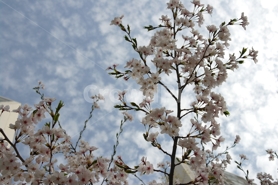 벚꽃,꽃,하늘,봄,spring,cherryblossoms,sky