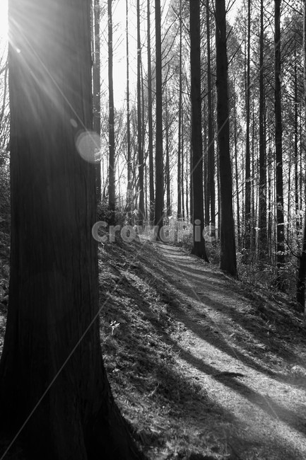 메타세콰이어,숲,산행,초겨울,자연,나,모노톤,흑백사진,bw무,nature,forest,earlywinter,metasequoia,woods,trail,latefall,walkway,trees,season,stroll,park,sunshine,그림자,shadow,식물,자연,plants,nature,나무,trees,wood,흑백,모노톤,monochrome,black and white