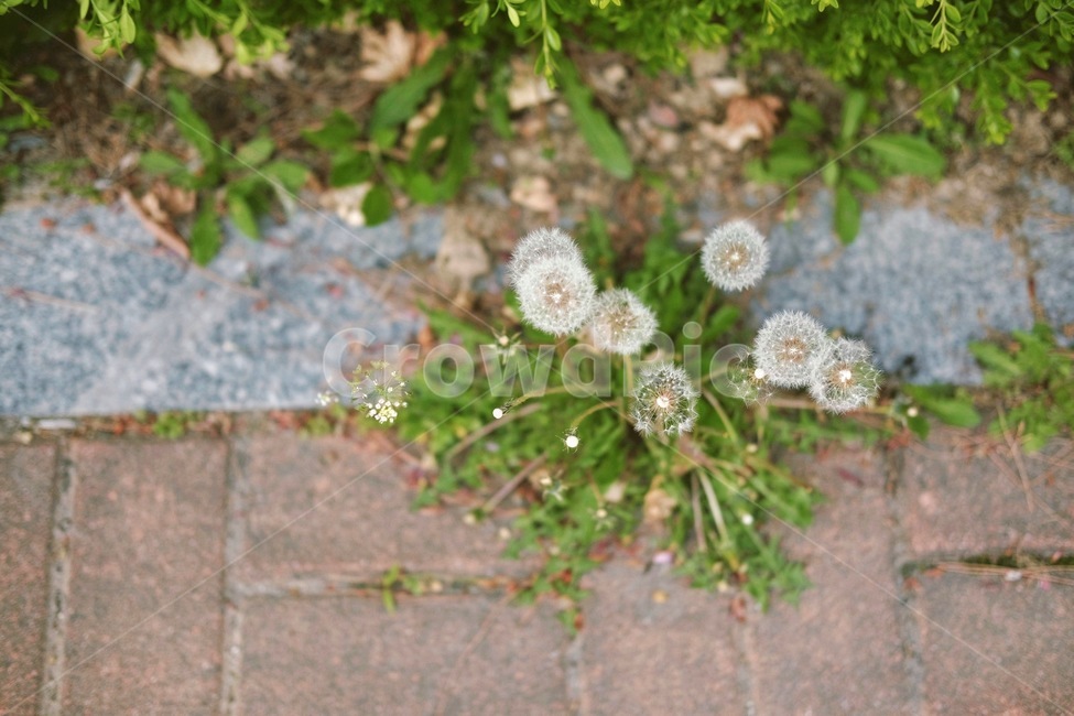 꽃,flower,민들레,홀씨,민들레씨앗,민들레씨,plant,식물,blossom,식물,자연,plants,nature
