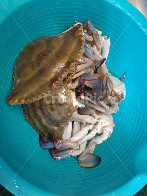 식재료,해산물,푸드,재료,생물,게,꽃게,초록,푸른,게딱지,음식,음식재료,해물,음식,식재료,요리,food,cook,meal,dishes,food reserves,수산물,해산물,fishery products,seafood