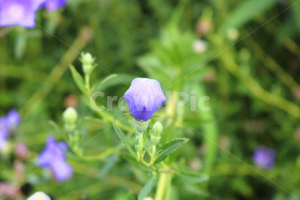 꽃,도라지꽃,도라지,식물,야생화,보라색꽃,자연,들꽃,식물,자연,plants,nature,꽃,flower