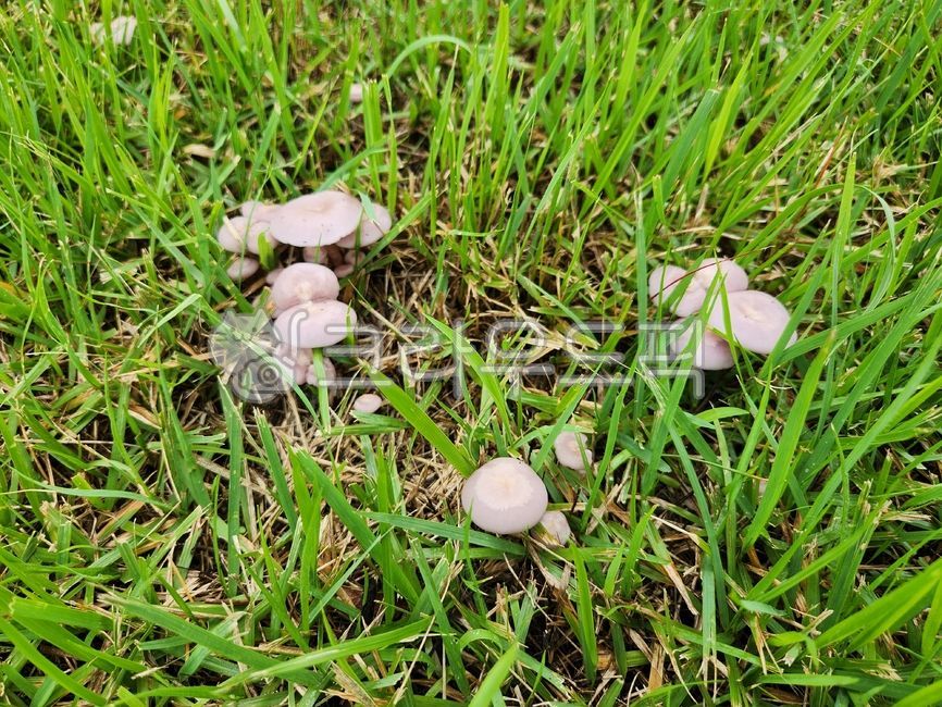 Folk Mushroom Mushrooms,edible mushrooms,Eggplant Mushroom,mushroom,Private kitchen bat