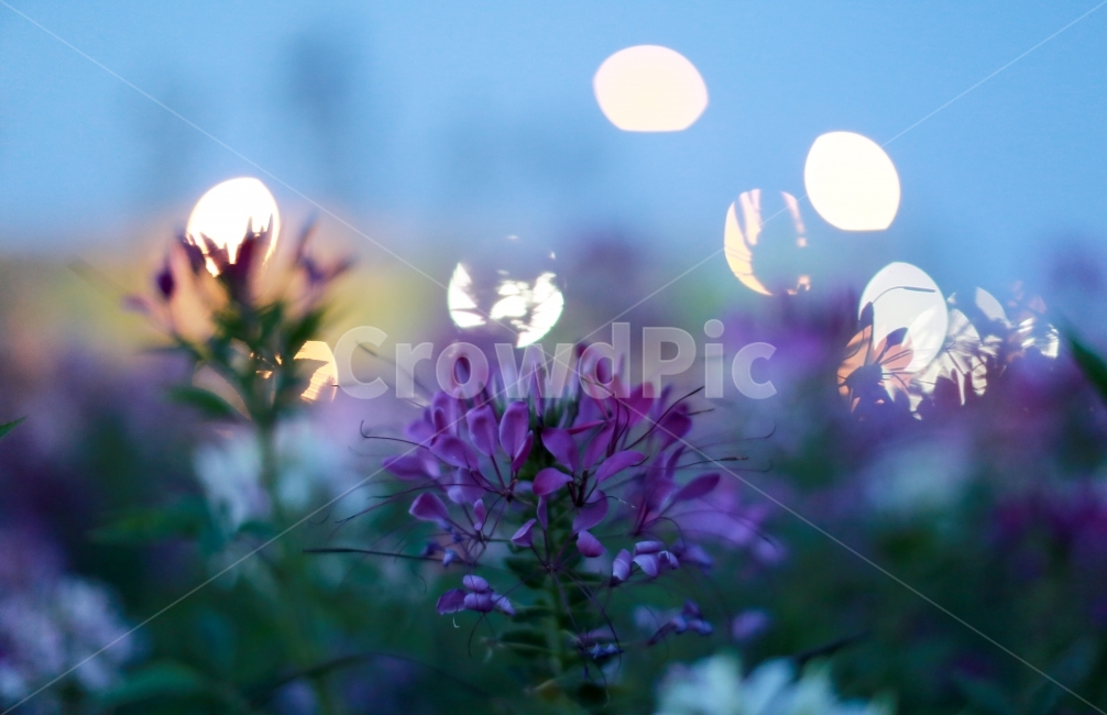 감성사진,꽃,구리한강공원,보케,야경,식물,자연,plants,nature,꽃,flower,감성,sensible,feeling