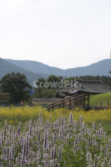 꽃범의꼬리,꽃,꽃봉오리,여름꽃,식물,사진,단독사진,디자인,소스,포토,사진자료,배경,배경사진,백그라운드,한국,동양,아시아,풍경,자연,환경,실외,낮,아침,봉오리,잎,꽃잎,7월,8월,9월,꽃밭,아웃포커스,접사,근접,여름,녹색,야외,왕릉,경주,한옥,자연,풍경,nature,landscape,한국자연풍경,한국자연경관,korea nature landscape,한국전통,한국문화,korean traditional,korean culture,식물,plants,꽃,flower,plant,blossom,lupin,이리 같은