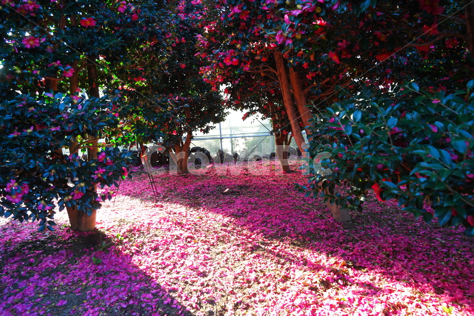 동백,동백꽃,위미리,애기동백,제주동백,자연,풍경,nature,landscape,식물,plants,꽃,flower,blossom,petal,꽃잎,plant