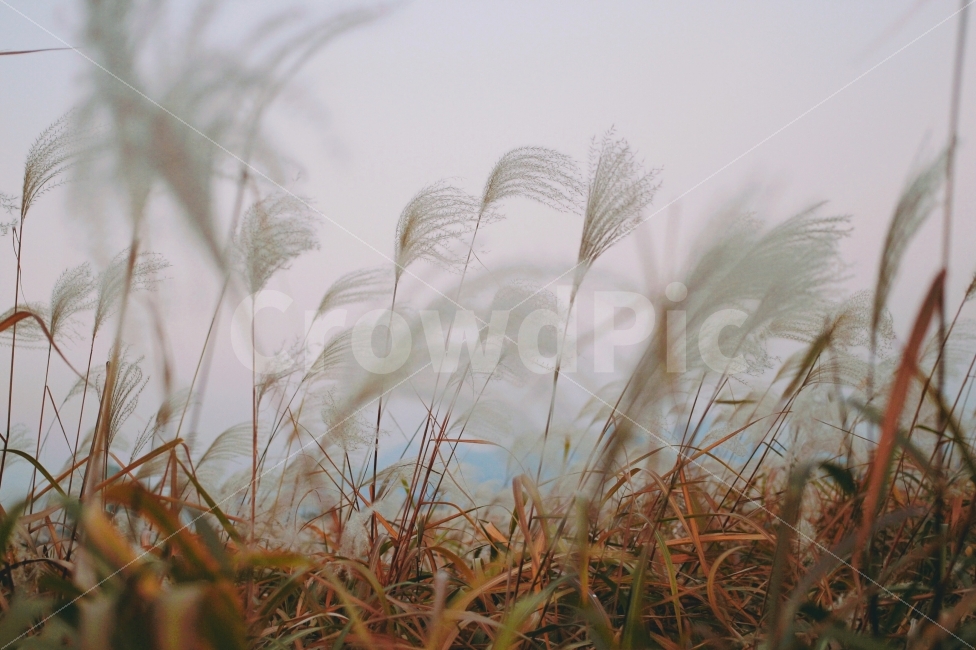 가을,갈대,억새,감성,빈티지,노을,해질녘,가을,계절,fall,autumn,season,식물,자연,plants,nature,감성,sensible,feeling,plant,grass,잔디,lawn,reed