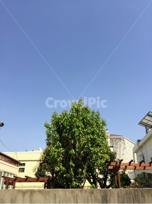 나무,하늘,초록색,하늘색,tree,sky,blue,green,건축물,건물외관,exterior,building,structure,architecture,construction
