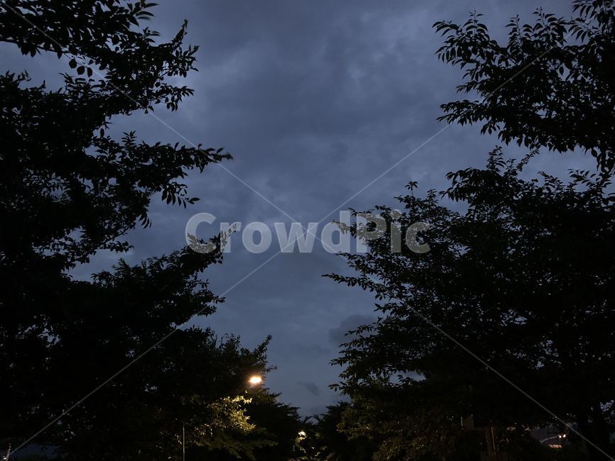 하늘,조명,구름,저녁,해질녘,나무,자연,풍경,nature,landscape,야경,밤,nightscape,night,silhouette,실루엣,outdoors,옥외