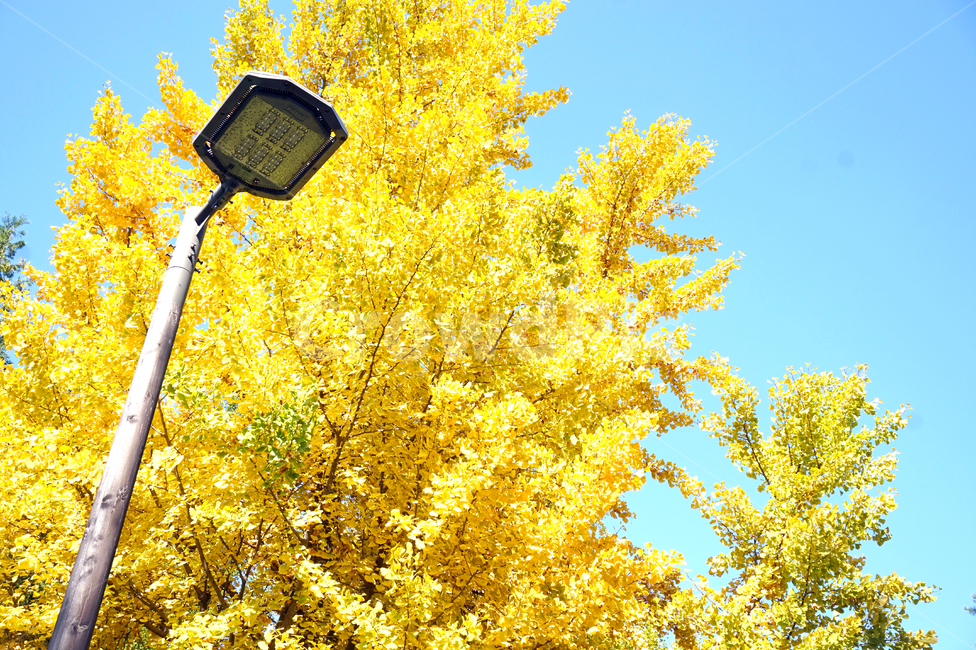 은행,은행나무,가을,노랑,노란색,자연,나무,풍경,하늘,계절,ginko,tree,yellow,fall,autumn,가을,계절,fall,autumn,season,식물,자연,plants,nature,나무,trees,wood,색깔,색상,색채,색감,color sense,color sensitivity,feeling of color
