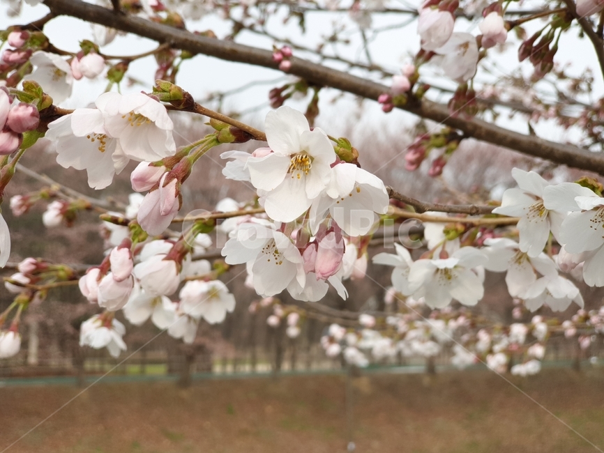 봄,봄꽃,벚꽃,꽃놀이,벚꽃축제,자연,spring,봄,계절,spring,season,plant,식물,flower,꽃,blossom,cherry blossom