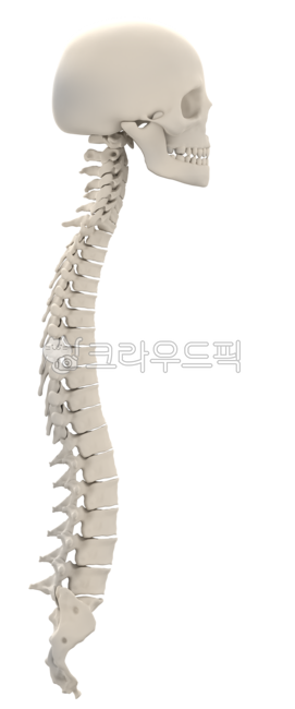 뼈,스켈레톤,해부학,교육,교보재,해골,전신,두개골,척추,갈비뼈,뼈구조,의학,모형,병원,목,허리,등,두상,사람,그래픽,렌더링,입체,의료,신체,무서운,유골,골격,threedimensional,anatomy,body,detailed,full,graphic,human,3dillustration,male,medicine,man,old,realistic,render,science,skeletal,skeleton,skull,spine,structure,system,torso,medicals,xray,bone,biology,halloween,isolated,pain,anatomical,health,hip,abstract,png