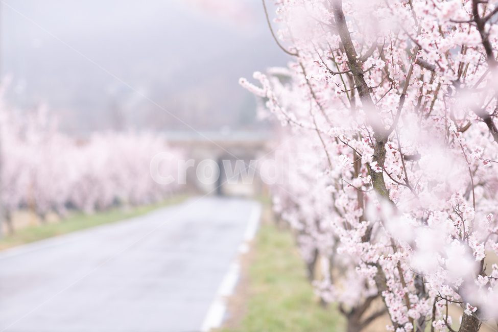 꽃길,cherryblossom,매화,매화꽃,봄,봄나들이,plant,식물,꽃,flower,blossom