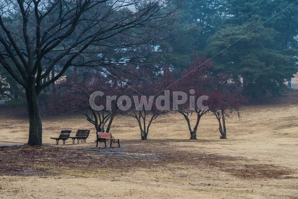 의자,나무,tree,휴식처,풍경,자연,풍경,nature,landscape,plant,식물,outdoors,옥외