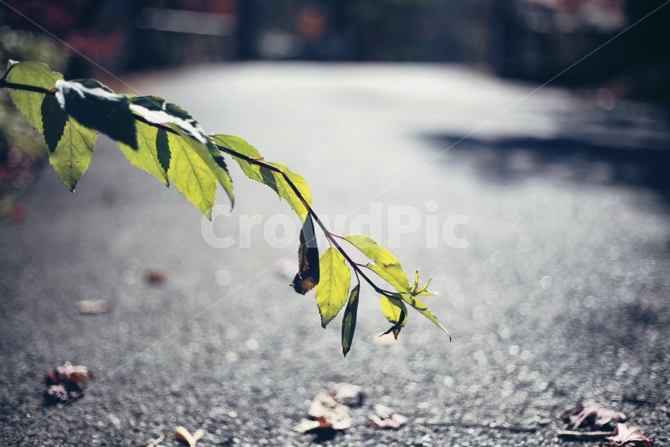 나뭇잎,햇빛,햇살,초록,길,식물,자연,plants,nature,감성,sensible,feeling