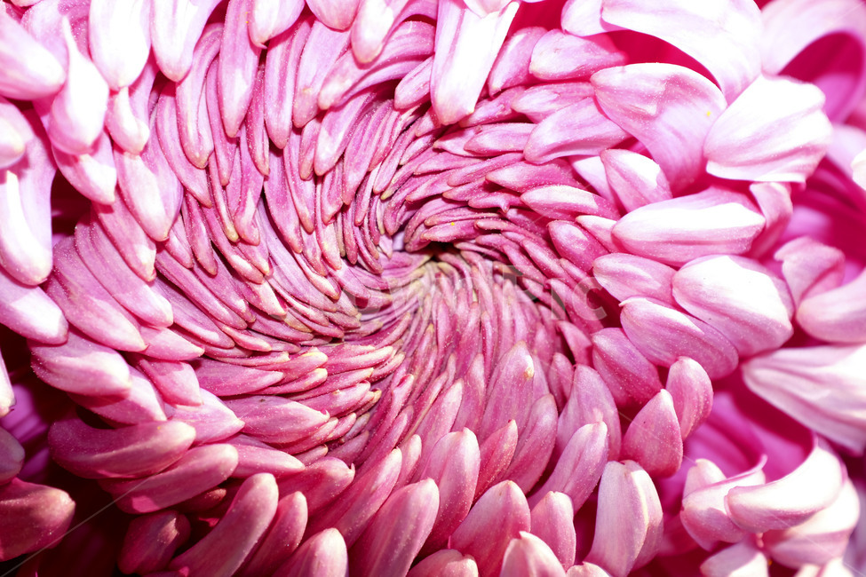 꽃,국화,접사,가을,계절,season,fall,closeup,nature,autumn,plants,식물,자연,plants,nature,꽃,flower