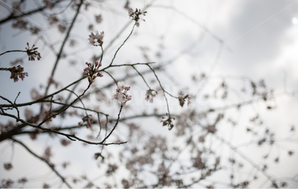 봄,벚꽃,꽃,flower,spring,봄,계절,spring,season,식물,자연,plants,nature,꽃,flower,plant