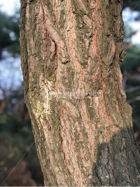 나무줄기,소나무,소나무기둥,나무기둥,나무무늬,나무,trees,wood