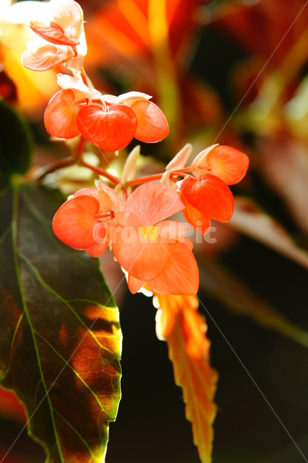 꽃,꽃잎,분홍색,잎사귀,꽃술,식물,자연,plants,nature,꽃,flower