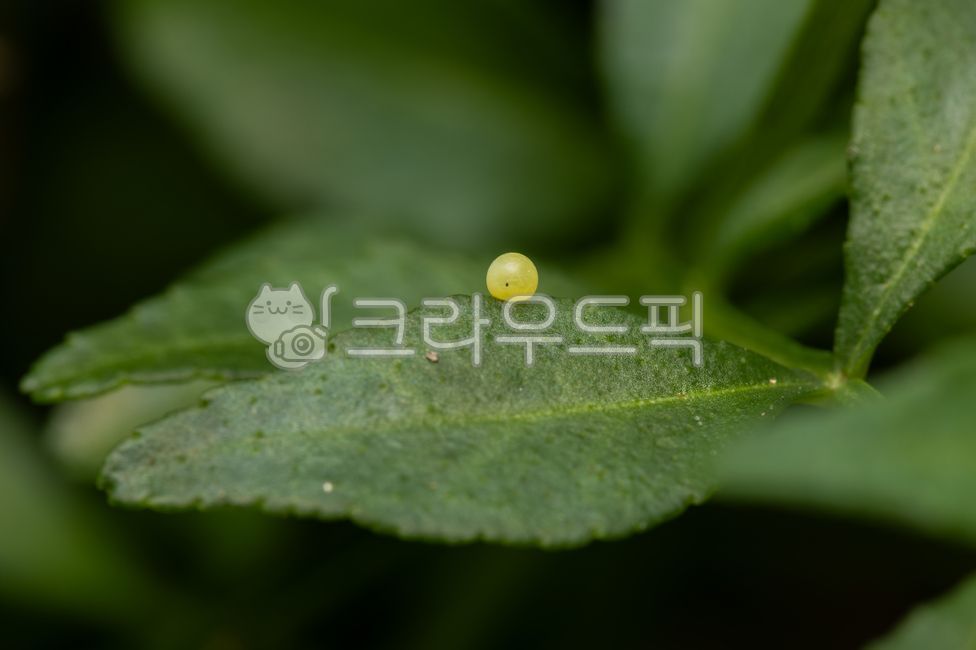 Swallowtail butterfly,butterfly eggs,insect,green,prickly ash tree,ecology,creature,summer,papilioxuthus,yellow swallowtail butterfly