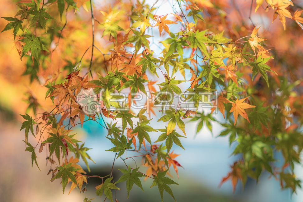 단풍잎,가을풍경,나뭇잎,계절변화,단풍