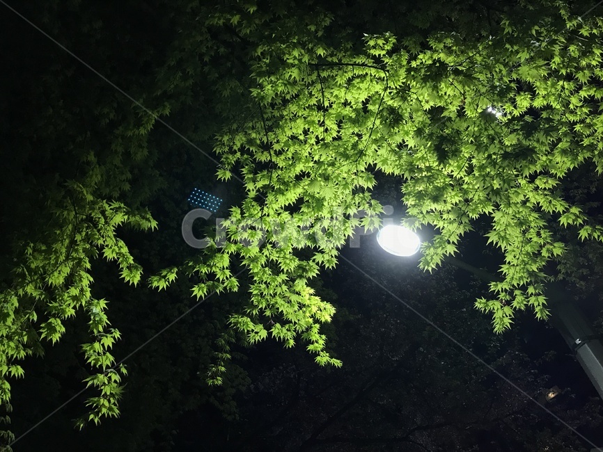 푸릇푸릇,초록색,불빛,봄,새잎,푸른잎,조명,밤,나뭇잎,나무,자연,풍경,nature,landscape,야경,밤,nightscape,night,outdoors,옥외