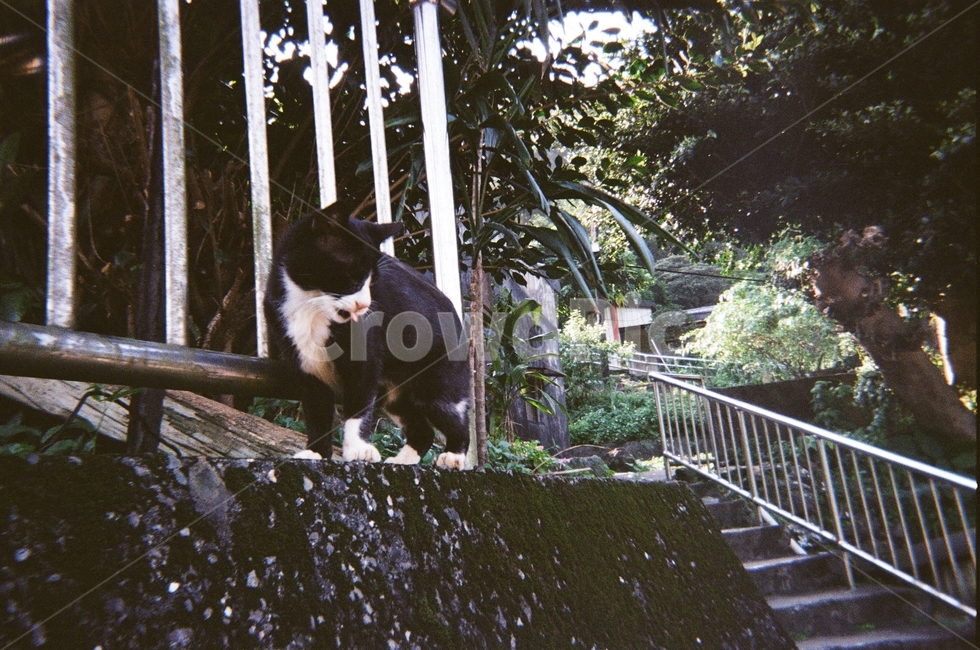 고양이,필름사진,공원,cat,길냥이,필름카메라,동물,animal,포유류,mammal,고양이,cat,kitten,kitty