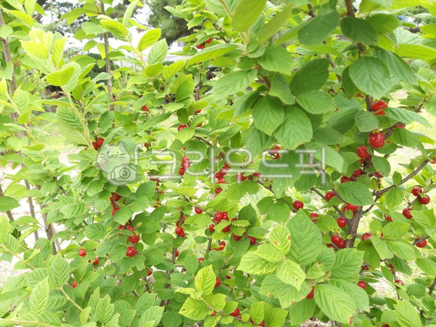 앵두,앵두나무,열매,과일,잎,작은,붉은,보태니컬,식물