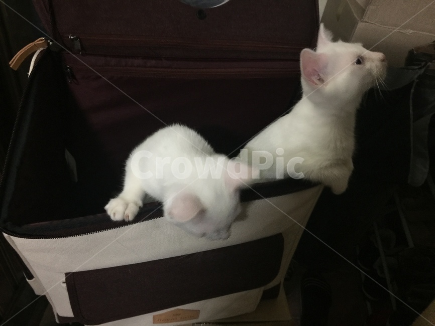 고양이,흰고양이,남매고양이,남매,집사,동물,animal,포유류,mammal,고양이,cat,kitten,kitty