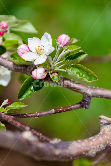 사과꽃,하늘,꽃,과일꽃,정원,식물,자연,plants,nature,꽃,flower