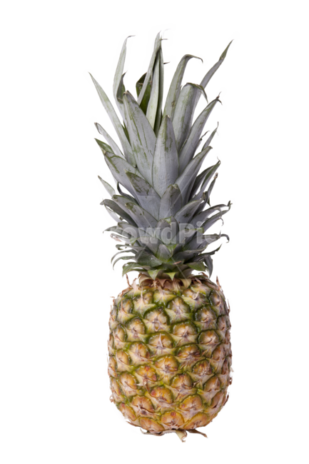 pineapple,파인애플,과일,food,식품,fruit,plant,식물,누끼,누끼사진,과일,열매,fruit,누끼,remove background