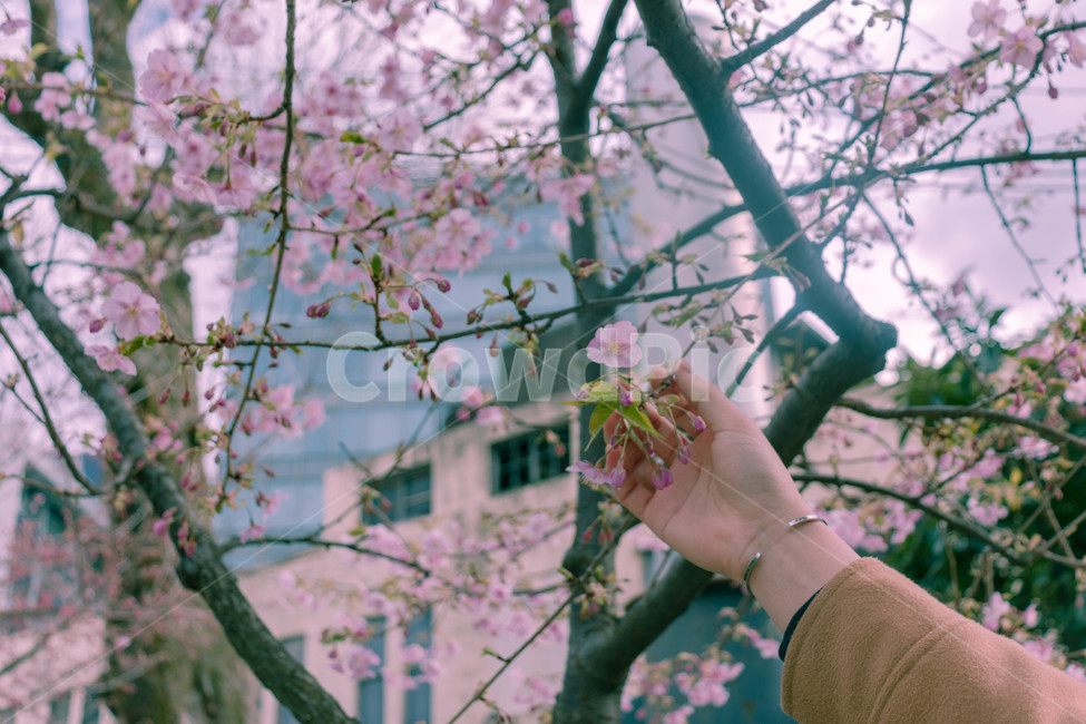 벚꽃,꽃,손,분홍,flower,봄,게절,cherryblossom,spring,봄,계절,spring,season,식물,자연,plants,nature,꽃,flower,사람,인물,인간,human,person,신체일부,몸,body,plant,blossom