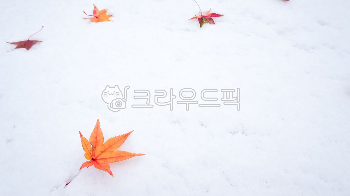 Snow,happy,chill,white background,space,chilly,red,beautiful,white,textured,plain,frost,weather,season,emotional photo,sunny,nobody,day,icy,element,soft,new,margin,natural,surface,snowbound,frozen,christmas,closeup,background,snow,plant,detail,frosty,soft