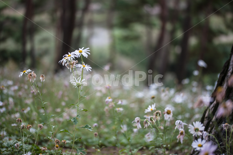 구절초,들꽃,꽃,가을,풍경,식물,botanical,flowers,식물,자연,plants,nature,꽃,flower