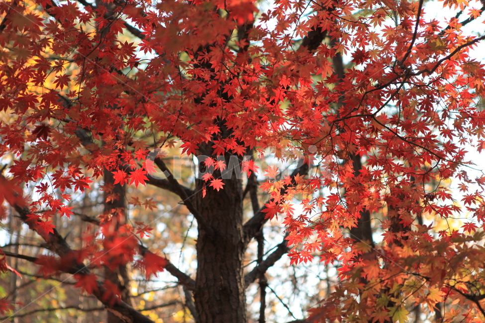 가을,단풍,나무,숲,만추,가을,계절,fall,autumn,season,식물,자연,plants,nature,나무,trees,wood,leaf,잎,plant,tree,maple