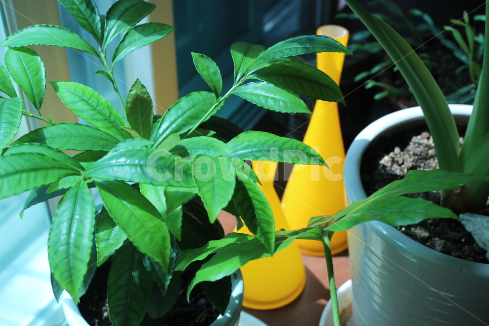 나무,식물,화분,plant,항아리,잎,leaf,식물,자연,plants,nature