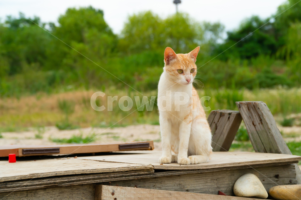 stains,beauty,yellow,wild animals,cute,life,kitty,attractiveness,kitten,stray cat,cat,streetcat,pet,wildcat,lovely,nature,gato,neko,wildanimal,Pets,animal,wild,mammalia