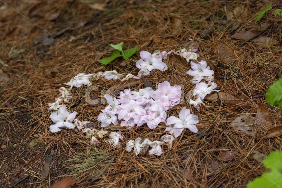 벚꽃,핑크,배경,하트,꽃잎,자연,봄,계절,spring,season,꽃,flower,감정표현,기분,feeling,emotion,ground,바닥,plant,식물,leaf,잎,fungus,진균류