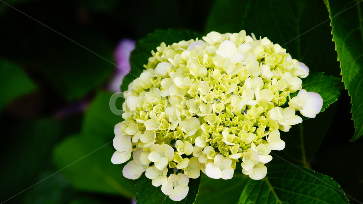 수국,수국꽃,꽃,꽃사진,식물,식물,자연,plants,nature,꽃,flower