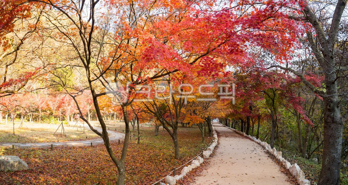 autumn foliage road,Maple leaf,beautiful,path,tree trunk,fallen leaves,Maple tree,road,Brightly colored,treetrunk,season,park,Maple,garden tree,green,tree,leaf,autumn road,sunlight,panorama,light,maple,road name,garden,autumn