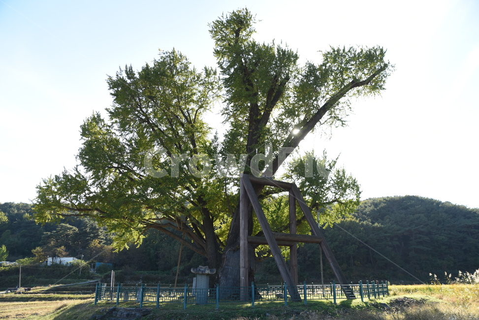 은행나무,구량리,노거수,tree,나무,plant,식물,nature,울산,보호수,식물,자연,plants,nature,나무,trees,wood